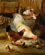 unknow artist Poultry 091 oil painting reproduction
